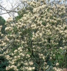 Mature Robin Hill Snowy Mespilus Tree Amelanchier Robin Hill **FREE DELIVERY AND FREE TREE WARRANTY **