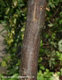 False Acacia Tree or Black Locust Tree Bark