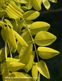 False Acacia Tree or Black Locust Leaves