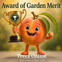 Rochester Peach Tree