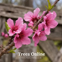 Rochester Peach Tree