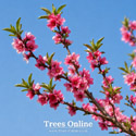 Rochester Peach Tree