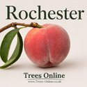 Rochester Peach Tree