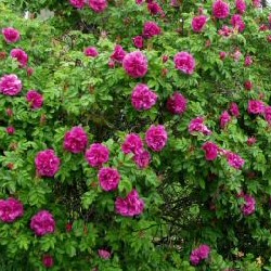 Rose Hedging