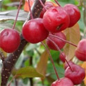 Malus Royal Beauty Weeping Crab Apple Tree, CLAY TOLERANT + ATTRACTS WILDLIFE **FREE UK MAINLAND DELIVERY + FREE 100% TREE WARRANTY**