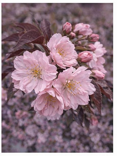 Prunus 'Royal Burgundy' pink flowers with purple foliage close-up