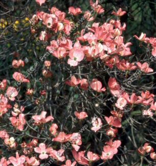 Mature Cornus Florida Rubra North American Flowering Dogwood Tree/Shrub **FREE UK MAINLAND DELIVERY + FREE 100% TREE WARRANTY**