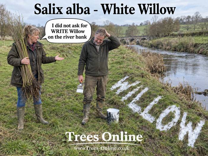Salix alba White Willow planting beside a river bank