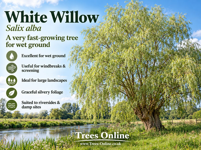 Salix alba White Willow