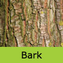 Mature Golden Weeping Willow Tree Bark