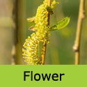 Mature Golden Weeping Willow Flowers