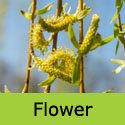 Mature Golden Weeping Willow Tree Flowers