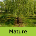 Mature Golden Weeping Willow Tree Salix Chrysocoma or Alba Tristis