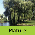 Mature Golden Weeping Willow Tree