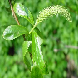 Crack Willow (salix fragilis) Height 20-60cm Trees, WET SITE SUITABLE **FREE UK MAINLAND DELIVERY + FREE 100% TREE WARRANTY**