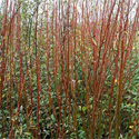 Purple Osier Willow (salix purpurea) Height 20-40cm Trees