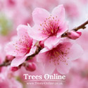 Saturn peach tree blossom