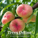 Saturn peach tree fruit on the branch