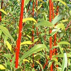 Mature Scarlet Willow Tree Salix alba Vitellina Britzensis or Chermesina WET SITE SUITABLE + FAST GROWING + AWARD + COAST SUITABLE + WET SITE + HIGH WIND TOLERANT + ATTRACTIVE BARK **FREE UK MAINLAND DELIVERY + TREE WARRANTY**