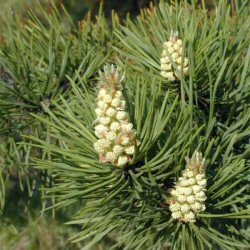 DELIVERED SEPTEMBER 2024 Scots Pine Tree (Pinus sylvestris) 10-30cm Trees**FREE UK MAINLAND DELIVERY + FREE 100% TREE WARRANTY**