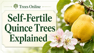 Quince tree forms explained