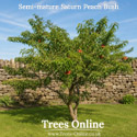Average semi mature peach tree