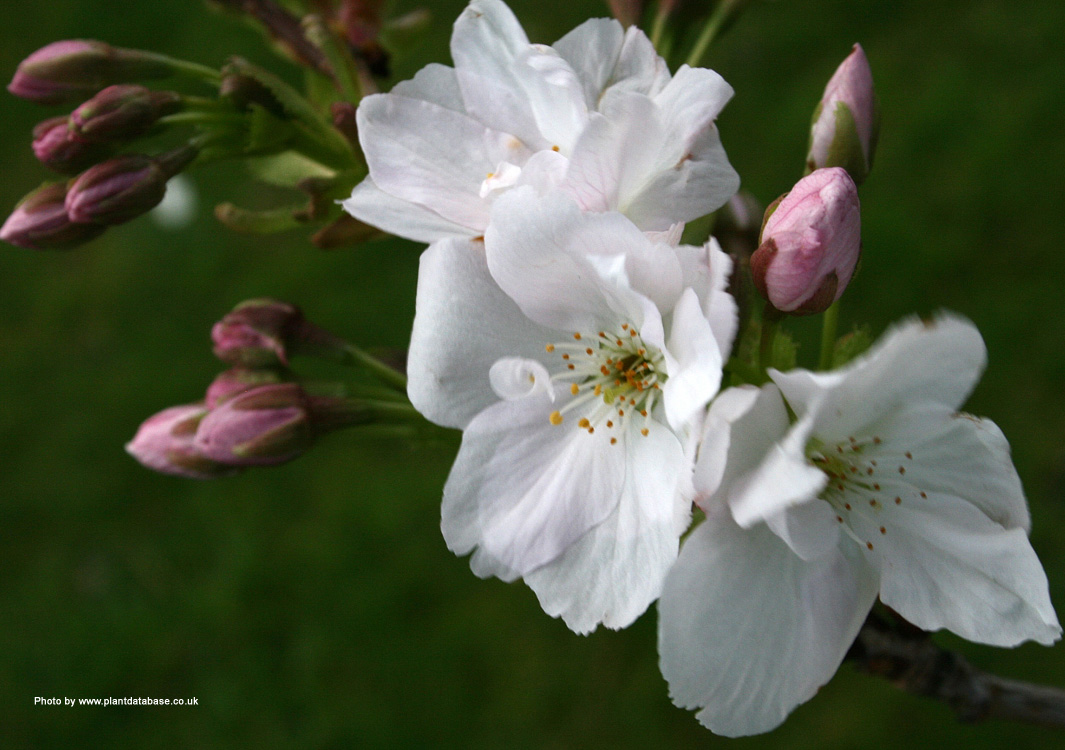 Buy Flagpole Cherry Tree online from UK supplier of Ornamental Cherry