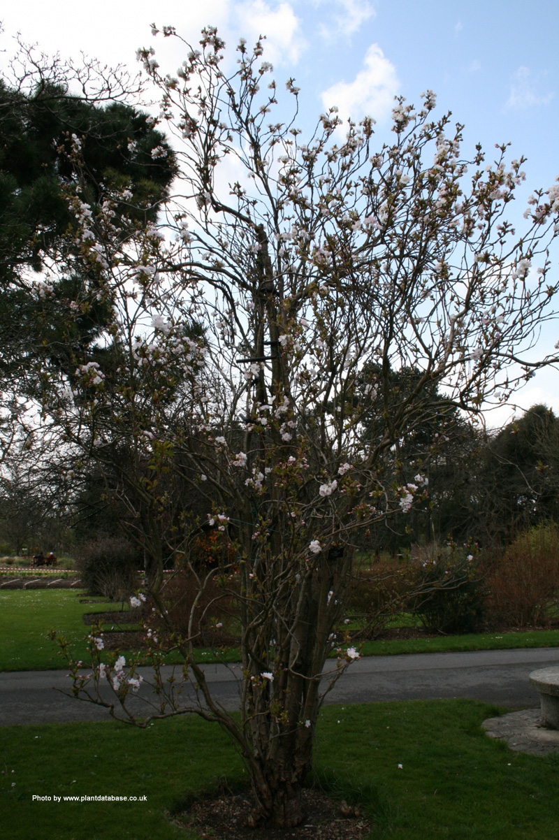 Tree root removal tool