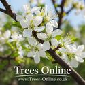 Shropshire prune damson blossom
