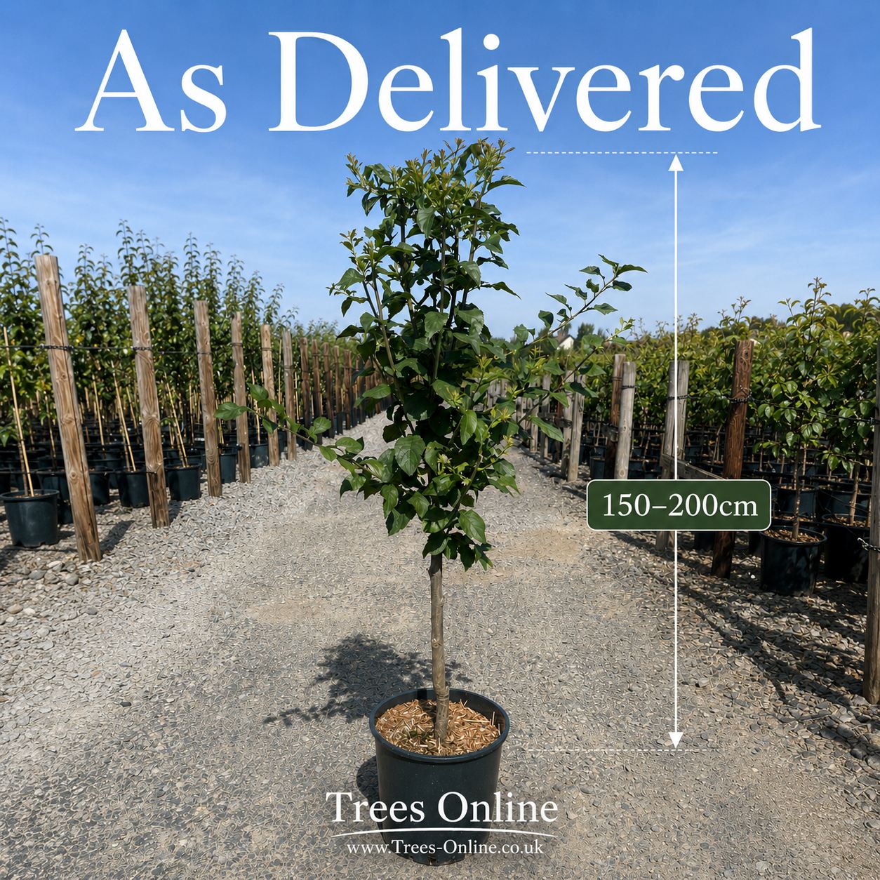 Shropshire prune damson as delivered