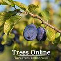 Shropshire prune damson fruits on the tree