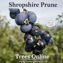 Shropshire prune damson fruits on the tree being cleaned by bees...bizarre, we know.