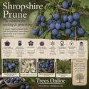 Shropshire prune damson studio image