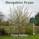 Shropshire prune damson studio image