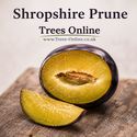 Shropshire prune damson studio image