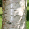 Betula Alba Pendula Silver Birch bark