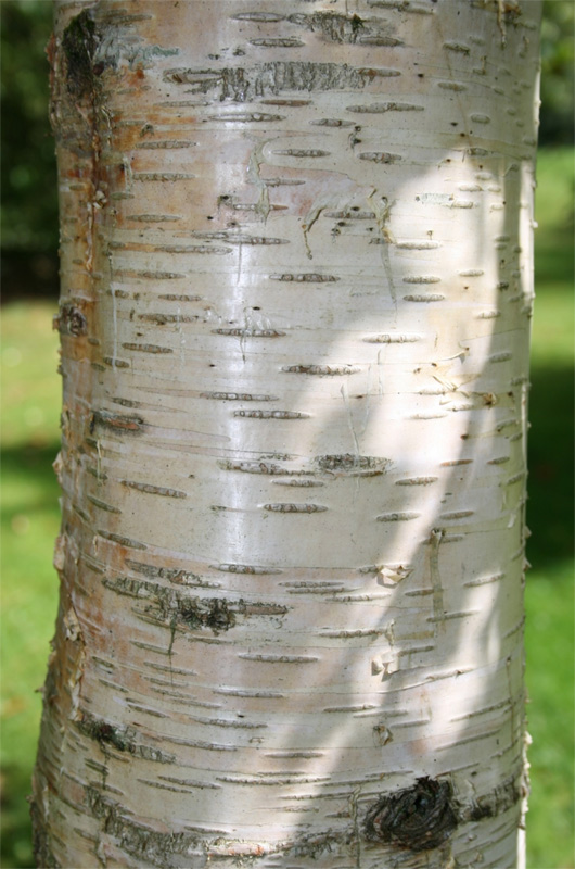 Buy Silver Birch tree online FREE UK DELIVERY + FREE 3 YEAR TREE WARRANTY