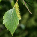 Bare Root Silver Birch Tree catkin