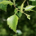 Bare Root Silver Birch Tree leaf