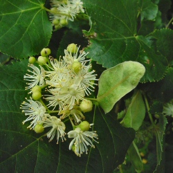 DELIVERED SEPTEMBER 2024 Small Leaved Lime Tree Tilia Cordata 20-40cm Trees**FREE UK MAINLAND DELIVERY + FREE 100% TREE WARRANTY**