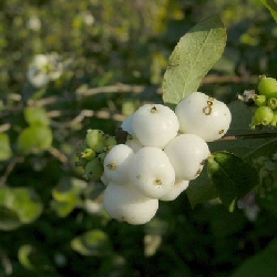 Snowberry Shrubs