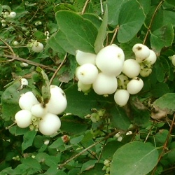 Snowberry (Symphoricarpos albus) 20-40cm Shrubs/Trees **FREE UK MAINLAND DELIVERY + FREE 100% TREE WARRANTY**