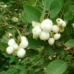 DELIVERED SEPTEMBER 2024 Snowberry Shrubs/Trees, Symphoricarpos Albus 20-60cm **FREE UK MAINLAND DELIVERY + FREE 100% TREE WARRANTY**