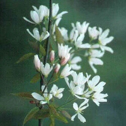 Ballerina Snowy Mespilus Tree (Amelanchier grandiflora Ballerina) AWARD **FREE UK MAINLAND DELIVERY + FREE 100% TREE WARRANTY**