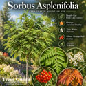 Asplenifolia Mountain Ash or Rowan Tree, Sorbus Aucuparia Asplenifolia