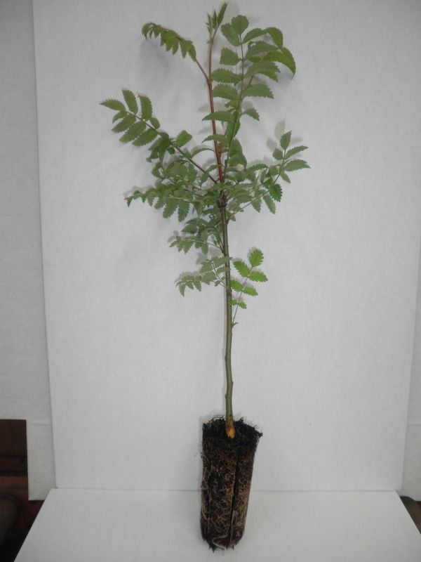 DELIVERED SEPTEMBER 2022 Mountain Ash Tree or Rowan Tree (Sorbus Aucuparia) 20-40cm Trees**FREE UK MAINLAND DELIVERY + FREE 100% TREE WARRANTY**