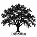 True Service Tree – Sorbus Domestica mature shape