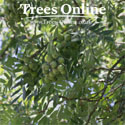 True Service Tree – Sorbus Domestica leaves