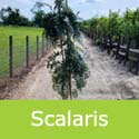 Scalaris Mountain Ash, Sorbus Scalaris SMALL + COASTAL **FREE UK MAINLAND DELIVERY + FREE 100% TREE WARRANTY**