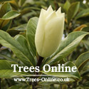 Magnolia Grandiflora Gallisoniensis Southern Magnolia before full flower